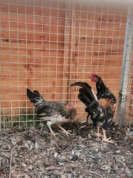 Add to favorites previous page. Brass Back American Game Fowl Purebred Birdtrader