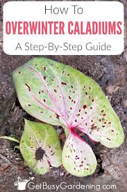 Caladiums Are Commonly Grown As Annual Plants But They Re Actually Tender Perennial Bulbs Overwintering Caladium Perennial Bulbs Annual Plants Overwintering