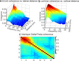 Superficial Slow Rhythms Integrate Cortical Processing in Humans