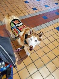 Maybe you would like to learn more about one of these? This Is My Beautiful Working Service Dog Leia She S A Purebred Siberian Husky Husky