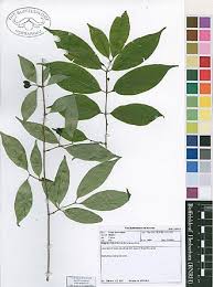 Image result for Canthium oligocarpum