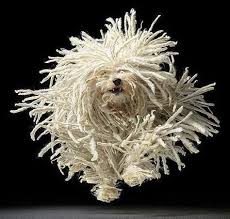 Kemali Yilmaz Beylerbeylikemo Twitter Sayfasindan Medya Tweetleri Mop Dog Dogs Dog Photos