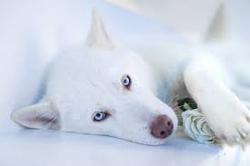 Maybe you would like to learn more about one of these? Blue Eyed Hd Wallpapers Free Download Wallpaperbetter