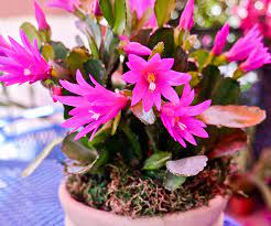Cacti and succulents are now a very common houseplant and caring for your cacti and succulents is important. What You Need To Know About Growing An Easter Cactus Spring Cactus 4 Steps Instructables