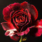 Beltane Cacao & Rose Women's Circle event image