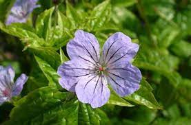 0 5 X 0 5m Geranium Nodosum Svelte Lilac Rhs Gardening Geraniums Lilac Hardy Geranium