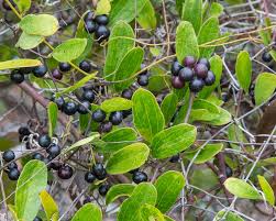 Image result for Smilax