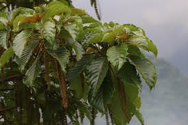 Image result for Hymenodictyon parvifolium