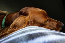 Thank you for looking after our big girl. How To Deal With The Loss Of A Pet Pets Pet Memorials Dog Blanket