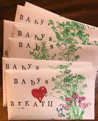 Baby S Breath Herb Seed Packets Flower Seeds Seeds