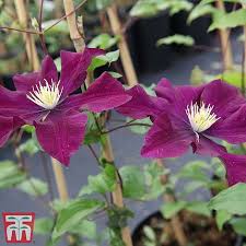 We did not find results for: Clematis Warszawska Nike Plants Thompson Morgan