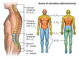 This fishbone diagram was drawn by a manufacturing team to try to understand the source of periodic iron contamination. Acute Spinal Cord Injury Sci
