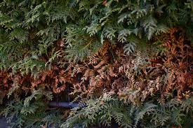 Image result for thuja drying out dead dried symptoms)