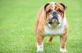 The Complete Victorian Bulldog Breed Information Buyer S Guide All Things Dogs Victorian Bulldog Bulldog Breeds Bulldog Images