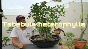 To prove your bona fide residency in puerto rico, you need to pass three tests: Making Of El Roble Tabebuia Heterophylla Part 1 Amabi Bonsai Puerto Rico Youtube
