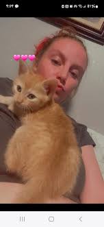 Kittens free to good home, litter trained