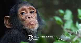 ジェーン・グドールについて