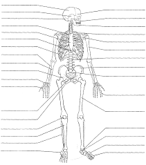 The end of a long bone. Https Www Studocu Com En Us Document Georgia Perimeter College Human Anatomy Physiologyil Coursework 14 Skeletal System Diagrams Unlabelled 3413229 View