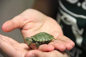Hawksbill nesting population numbers are difficult to estimate. How Long Do Pet Turtles Live Lifespan Of Different Species Pet Turtle Baby Turtles Turtle Tank