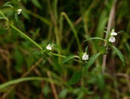 Image result for Justicia striata