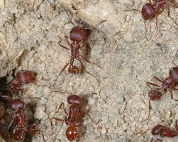 Image result for Pogonospermum subsessile