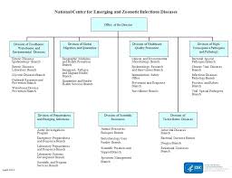 Best Organizational Chart Template Jasonkellyphoto Co