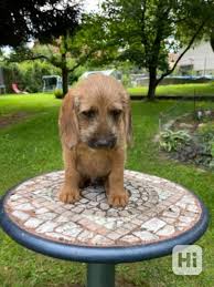 Image result for štýrský brakýř