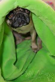 Diese website benutzt cookies, die für den technischen betrieb der website erforderlich sind und stets gesetzt werden. Kuschelsack Fur Hunde Nahen Anleitung Fur Einen Kuschelsack Hunde Pullover Kuschelsack Hund Hunde