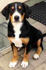 Ein kleine film über den entlebucher sennenhund. Die 11 Besten Ideen Zu Entlebucher Sennenhund Entlebucher Sennenhund Entlebucher Sennenhund