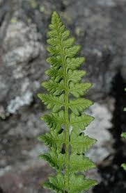 Image result for Woodsiaceae