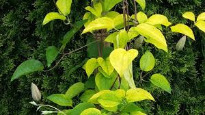 Check spelling or type a new query. Yellow Leaf Color On Clematis