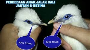 Untuk cara membedakan burung flamboyan jantan dan betina, . Download Burung Images For Free