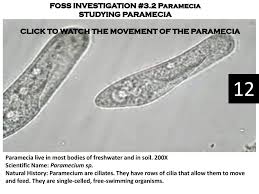 This simple worksheet shows a skeleton with bones unlabeled. Protists Fungi Plants Unit Ppt Download