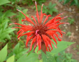 Image result for Monarda didyma