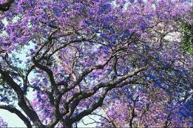 If that's hard to do, your tree needs more water. How To Water A Jacaranda