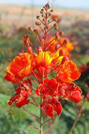 Mexican Bird Of Paradise Arizona Mexican Bird Of Paradise With Images Arizona Plants Birds Of Paradise Plant Paradise Plant