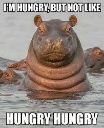 Pin By Hula On Other Stuff Baby Hippo African Animals Cute Animals