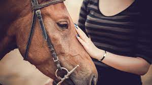 Is physical therapy covered by insurance? Business Insurance For Equine Therapy Businesses How To Start An Llc
