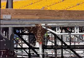 Meet the beekeeper who removed a swarm that was causing a buzz at Acrisure Stadium