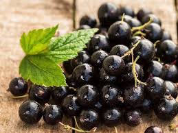 Ribes nigrum) is a woody shrub (family: Ways To Use Evening Primrose Oil For Hair Loss Natural Remedies