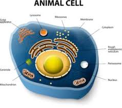 We offer a wide range of high quality human and animal cell and media systems. How Can A Baby Have Three Parents