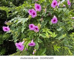 Image result for Ipomoea mauritiana