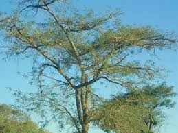 Image result for Acacia sieberiana