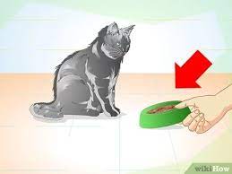 How To Care For Your Cat After Neutering Or Spaying