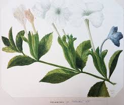 Image result for Harveya