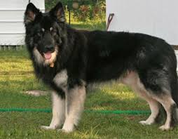 Please call for faster response and we can also text. International Shiloh Shepherd Dog Club Inc Issdc Breeders