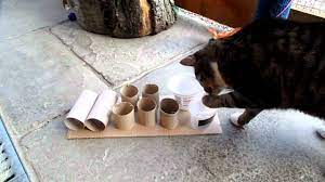 Maybe you would like to learn more about one of these? 7 Diy Cat Food Puzzle Toys That Will Keep Your Kitty S Brain Active Cattime
