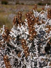 Image result for Stoebe vulgaris