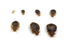 Pest control services from savior termite and pest control (up to 79% off). Why Heat Treatment Of Bed Bugs Is Effective Advanced Bed Bugs