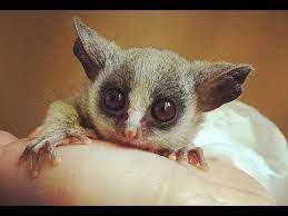 Senegal Galago Senegal Bushbaby Cute Tiny Monkey Pet Monkey Cute Animals Tiny Monkey